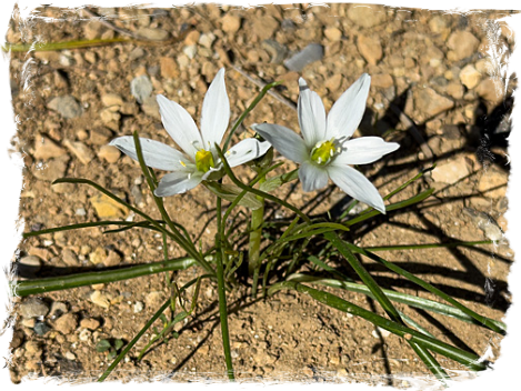 Star of Bethlehem, - III