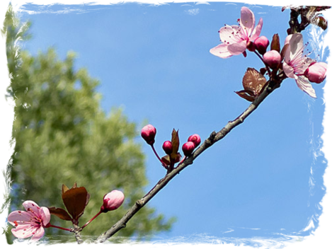 Japanese flowering cherry, - II