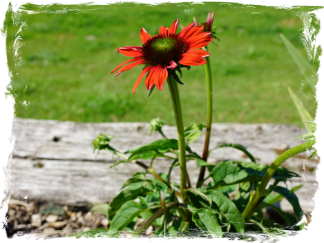 Coneflower, VIII