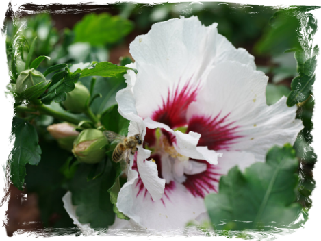 Hibiscus Syriacus, VIII