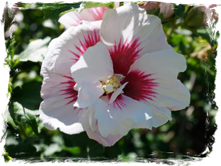 Hibiscus Syriacus "Red Heart", - VIII