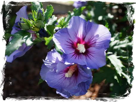 Hibiscus Syriacus Oiseau Bleu "Blue Bird", - VIII