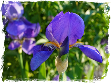 Irises, V