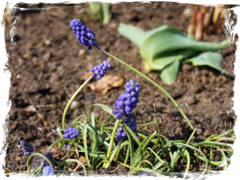 Muscari Botryoides, IV