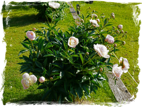 Peonies, VI