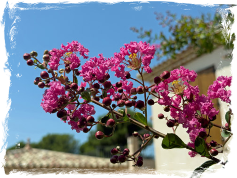 Lagerstroemia Indica, - VIII