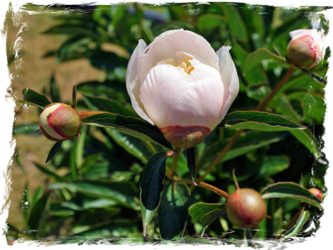 Peonies, VI