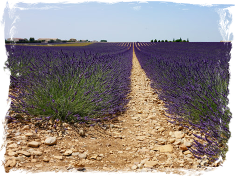 Lavender Fields